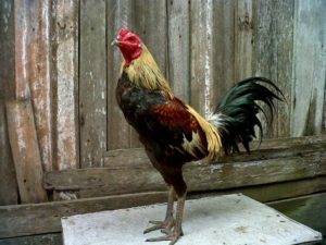 Aktivitas Sabung Ayam Di Asia Tenggara