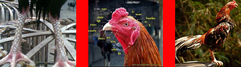 Ciri dan Bentuk Asli Ayam bangkok thailand