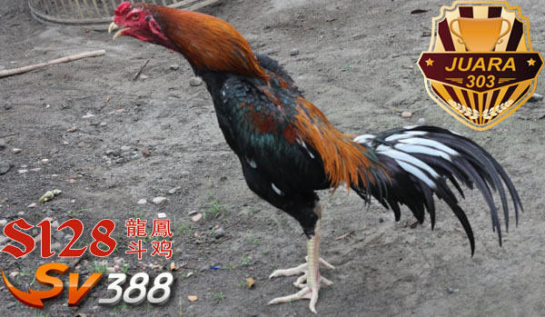 Ciri dan Bentuk dari Ayam Bangkok