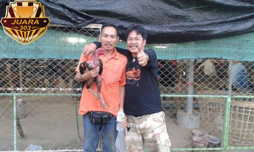 Budidaya Ayam Bangkok Menjadi Jutawan