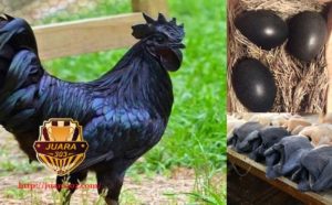 Khasiat Ayam Dalam Dunia Mistik dan Pengobatan