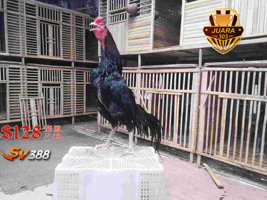 5 Kelebihan Ayam Vietnam saat Berlaga