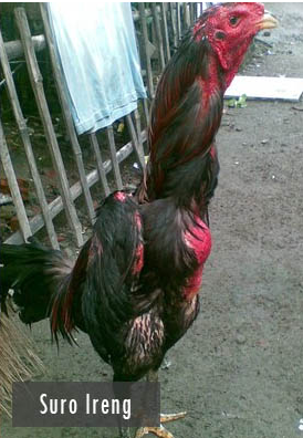 foto gambar ayam Suro Ireng dipercaya memiliki pukulan yang sangat kuat dan akurat