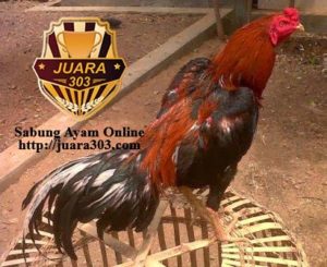 Agen Sabung Ayam Online Juara303 akan membagikan Tips/Cara Mencegah dan Mengatasi Ayam Aduan Bantat/ Ayam Aduan yang memiliki otot berlebihan.