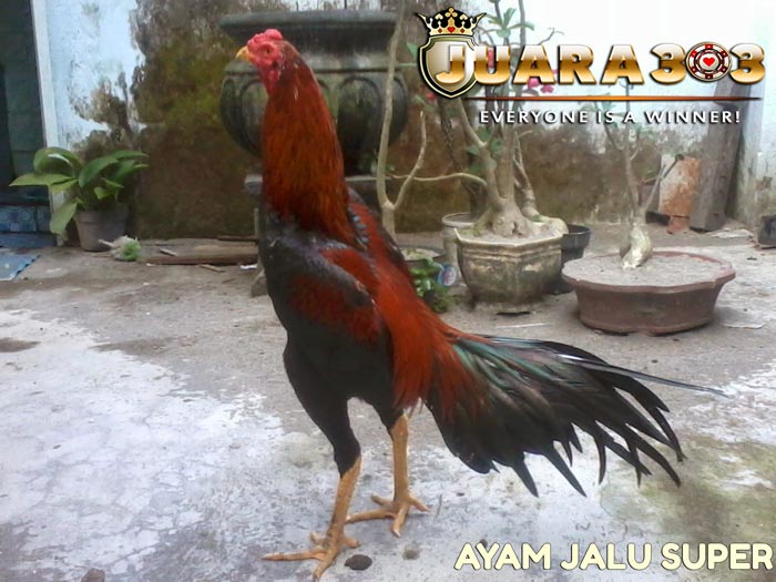 Ayam Bangkok Jalu
