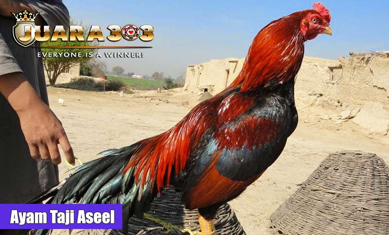 Ayam Taji Aseel