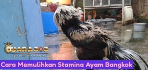 Cara Memulihkan Stamina Ayam Bangkok