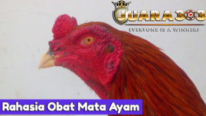 Rahasia Obat Mata Ayam