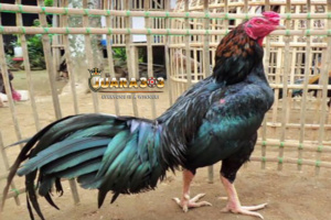Ayam Karawang Ciparage