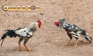 Kali ini kami Juara303 akan menjelaskan tentang Melatih Ayam Bangkok Agar Memiliki Pukulan Dasyat. Ayam Pukulan Dasyat adalah jenis Ayam Bangkok yang mampu memberikan pukulan kuat dan menghancurkan lawannya saat berlaga.