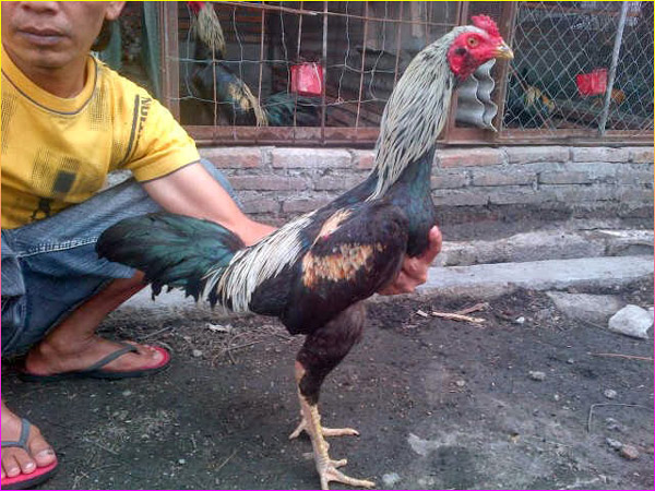 Ciri - Ciri Dan Keunikan Ayam Birma Asli Super