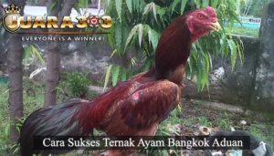 Ternak Ayam Bangkok Aduan