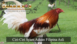 ayam aduan filipina