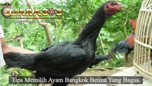 Ayam Bangkok betina
