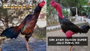 Ciri Ayam Saigon Super Jalu Pukul KO - Agen Sabung Ayam Online