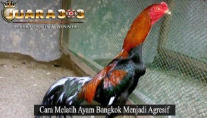 Ayam Bangkok Menjadi Agresif