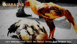 Mental Tarung Ayam Bangkok