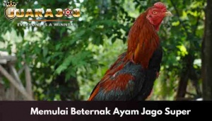 Ayam Jago Super