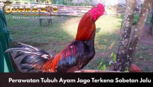 Tubuh Ayam Jago