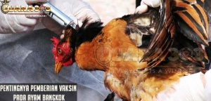 Pentingnya Pemberian Vaksin Pada Ayam Bangkok