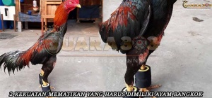 2 Kekuatan Mematikan Yang Harus Dimiliki Ayam Bangkok