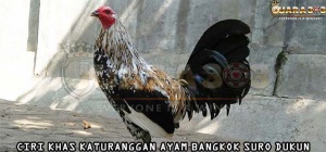 Ciri Khas Katuranggan Ayam Bangkok Suro Dukun