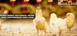 Pakan Murah Dan Bergizi Untuk Masa Pertumbuhan Anak Ayam